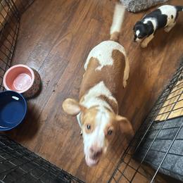 Penny - Beagle