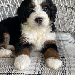 Hope - Tri-color female Bernedoodle puppy in Lancaster, Pennsylvania from Homestead Bernedoodles