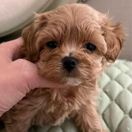 Gloria F1 - Cafe au lait female Maltipoo puppy in San Diego, Temecula, Ontario, California from Yorkie & Maltese Royalty