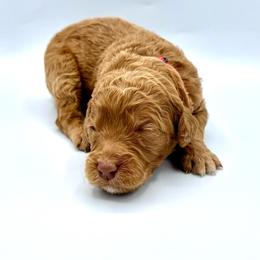 Martini - Apricot female Goldendoodle puppy in Mount Pleasant, Tennessee from Doodle My Heart
