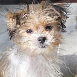 Happy - Cream female Mi-Ki puppy in San Francisco, California from Moonstone miki's