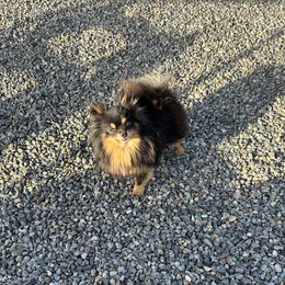 Turbo - Pomeranian