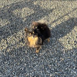 Turbo - Pomeranian