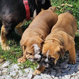 Bulldog Puppies from Adorable Bulldogs