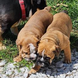 Bulldog Puppies from Adorable Bulldogs