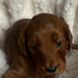 Goldendoodle Puppies from Betsy-Doodles