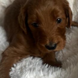 Goldendoodle Puppies from Betsy-Doodles