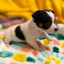 Annie - Black and white female Chihuahua puppy in Amity, Pennsylvania from Rhoda and Verna