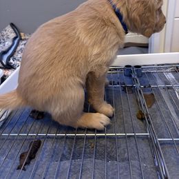 Golden Retriever Puppies from Bennett Goldens