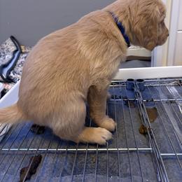 Golden Retriever Puppies from Bennett Goldens