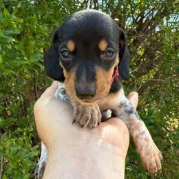 Puppy 3 - Black and tan female Dachshund puppy in Riverside, California from Saddle Up Dachshunds