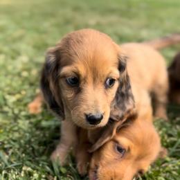 Amy - Dapple female Dachshund puppy in California from Ranch Hand Weenies