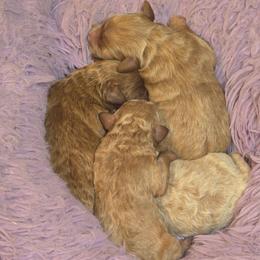 Boy 1 - Cream male Maltipoo puppy in Nokomis, Florida from Sunset Farm Florida