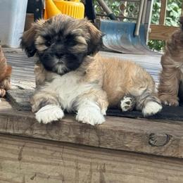 Honey - Cream female Lhasa Apso puppy in Snover, Michigan from Lhasa Fur Life
