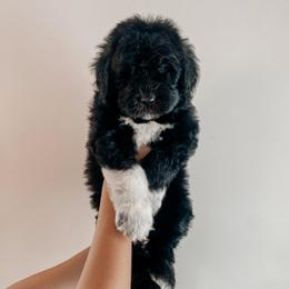 Skattebo - Black and white male Sheepadoodle puppy in Wabash, Indiana from DOODCompany