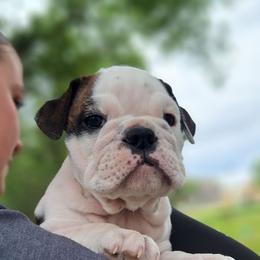 Daisy - Fawn brindle and white female Bulldog puppy in Hebron, North Dakota from Gina's Bulldogs
