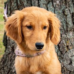 Border Collie, Golden Retriever, and Sporty Mix Puppies from Turbo Border Collies & Coltrievers