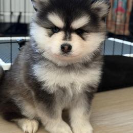 Papichulo (Poppy x Peony Litter) - Black and white male Pomsky puppy in Los Angeles, California from CaliMex Pomskies