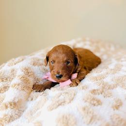 Apple - Red  female Goldendoodle puppy in Elizabethtown, Kentucky from Reddy Poodles & Doodles
