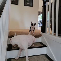 Bull Terrier Puppies from The Noble Bull Terriers