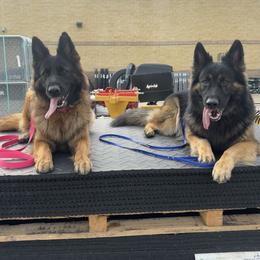 German Shepherd puppies from Szegi Haus K9 Solutions