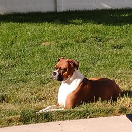 Boxer Puppies from A-L Desert Boxers