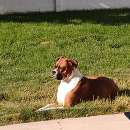 Boxer Puppies from A-L Desert Boxers