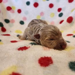 Chip - Isabella male German Shepherd puppy in Los Lunas, New Mexico from Mali's German Shepherds