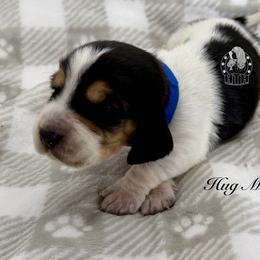 Hug Me - Black white and brown male Basset Hound puppy in Dingess, West Virginia from Tuckers' Howling Hounds