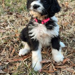 Holly - female Australian Mountain Doodle puppy in Claremont, North Carolina from Magnolia Grove Farms