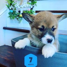 Pembroke Welsh Corgi Puppies from Em-K Corgi’s