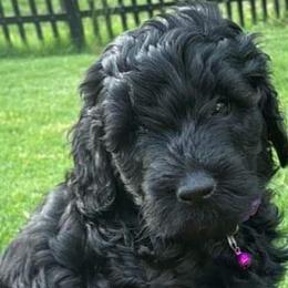 Girl 3 - Labradoodle puppy in Statesville, North Carolina from Labradoodles of the Foothills