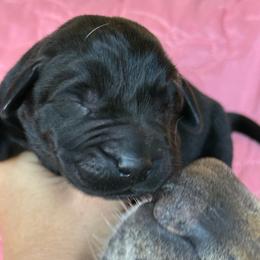 Pegasus- black boy - Black male Labrador Retriever puppy in Isanti, Minnesota from Four Corners Family Labs