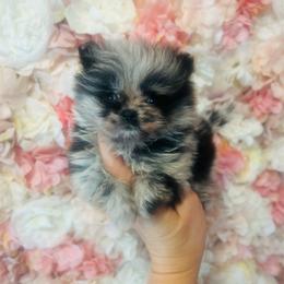 Malibu - Blue merle female Pomeranian puppy in Buck Valley, Pennsylvania from Buck Valley Pomeranians