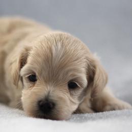 Bud - Cream male Maltipoo puppy in Springtown, Texas from North Texas Puppies