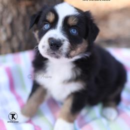 Winnie- BTF - Black tri-color female Australian Shepherd puppy in Nacogdoches, Texas from TK Standard, Mini, & Toy Aussies