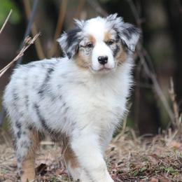 Australian Shepherd Puppies from RxAussies