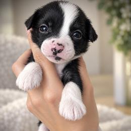 Mickey- adorable hairless boy - Black and white male Chinese Crested puppy in Tomball, Texas from Gracieux Chinese Cresteds