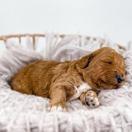 Stitch - Apricot male Goldendoodle puppy in Jamestown, Kentucky from Milk & Honey Doodles