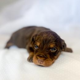 Nellie - Red merle female Aussiedoodle puppy in Orleans, Indiana from Mae Blossom Puppies