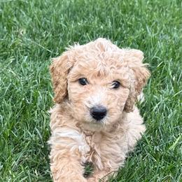 McGraw - Cream male Poodle puppy in Dayton, Washington from Country Sundance Poodles