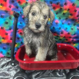 Mercury - Salt and pepper male Miniature Schnauzer puppy in Neosho, Missouri from Cooley's Cuddle Pups