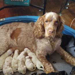 English Springer Spaniel Puppies from Erica Chapman