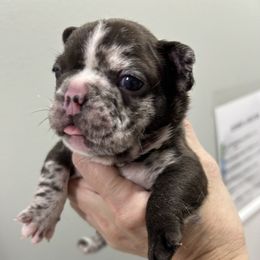 Skyla - Liver female French Bulldog puppy in Port Charlotte, Florida from Fluffing Frenchies LLC