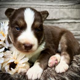 Leo - Red and white male Siberian Husky puppy in Union Grove, Alabama from Southern Siberian Life