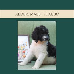 Alder - Black and white Bernedoodle puppy in Woodland, Georgia from Bethel Doodle Ranch