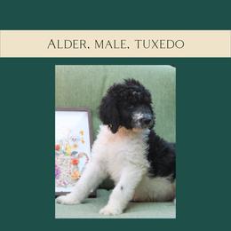Alder - Black and white Bernedoodle puppy in Woodland, Georgia from Bethel Doodle Ranch