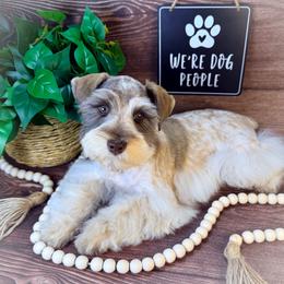 Miniature Schnauzer and Poodle Puppies from Crystal Rose Canines