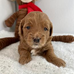 Red Girl - Red  female Goldendoodle puppy in Greeley, Colorado from Millie Billie Doodles