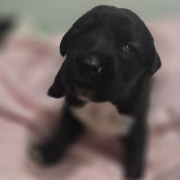 Anatolian Shepherd Dog Puppies from Florida Anatolian Shepherds